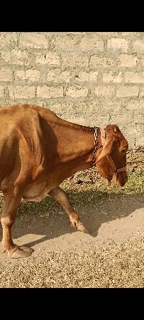 ગાય વેચવાની છે