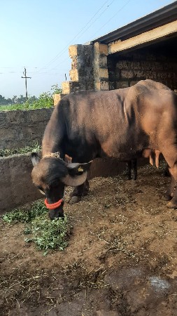 ભેંસ વેચવા ની છે
