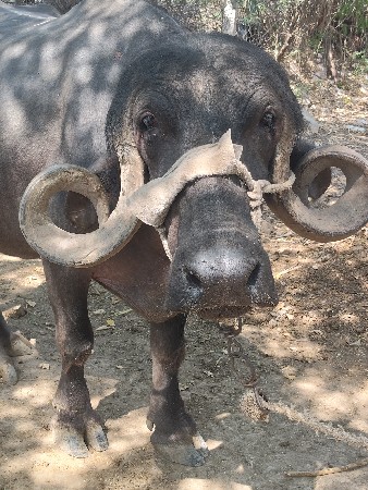 ભેંસ