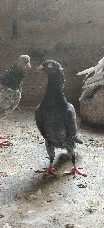 KABUTR