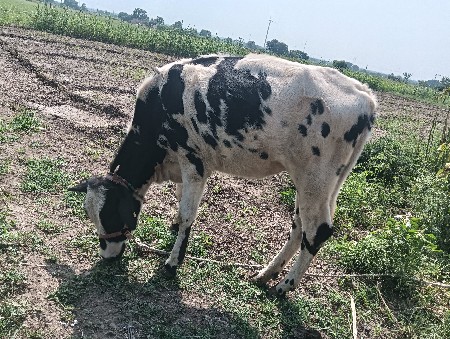 આ વાછરડી વેચવાની છે ફિક્સ કિમત છે