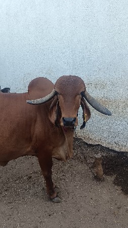 ગાય ને વેચવાની