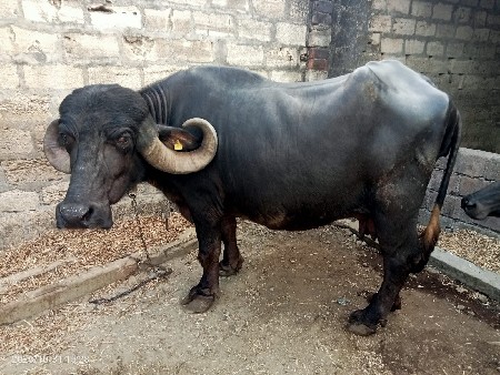 ભેંસ વેચવાની છે
