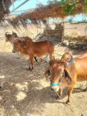 2 ધર ના છે