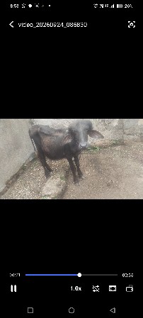 ખડેલાવેચવાના છે