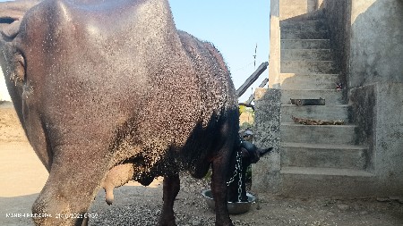 ભેંશ 5/૭ દિવસ કાશી