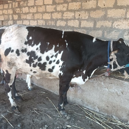 ગાય વેચવાની ની છે