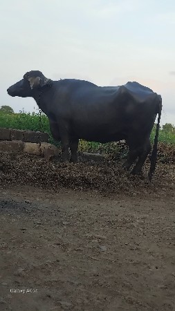 ભેંસ વેચવાની છે