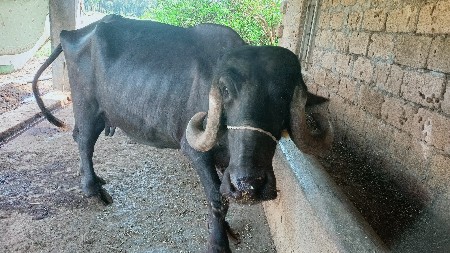 જાફરાબાદી ભેંસ વેચવાની છે