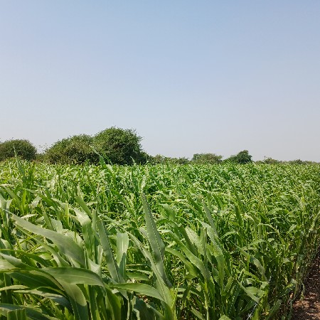જુવારની નિરણ /સાર