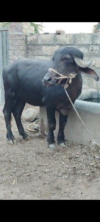 ખળેલી