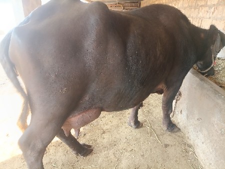 બીજા વેધર ની કડેલી વેચવાની છે