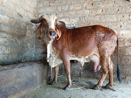 આ ગાય વેચવાની છે