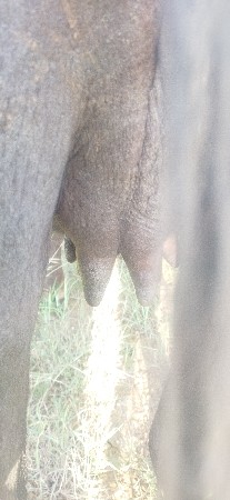 ખડેલીવેચવાની છે