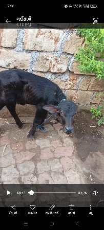 આ ભેંસ વેચવાની છે