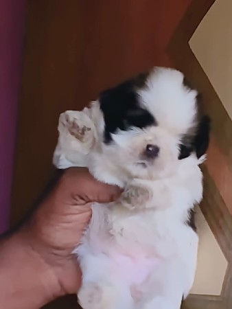 સીજુ