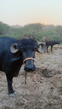 ભેંસ વેચવાની છે