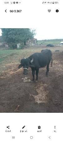 વેચવાની છે