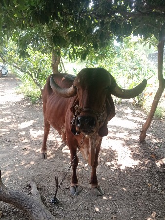 ગીર ગાય કાબરી વેચવાની છે