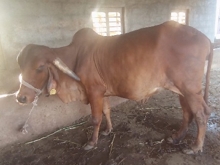 ગીર ગાય વેચવાની છે.