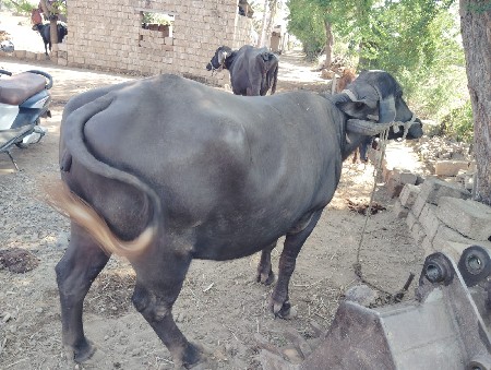 vechvani se