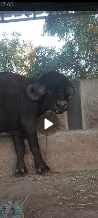 પાડો વેચવાનો સે