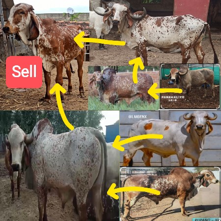 Bull sell <> વાછડા