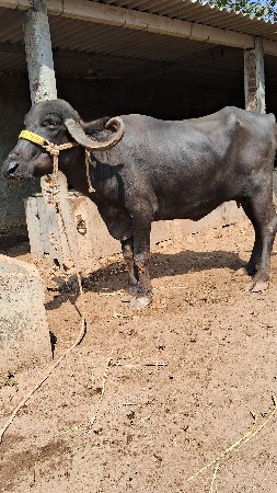 ભેંશ વેચવાની છે