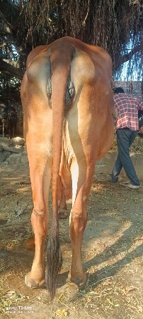 ગાય વેચવાની છે