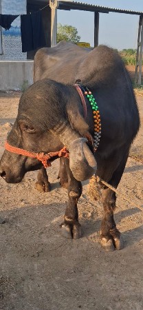 ભેંસ વેચવાની છે