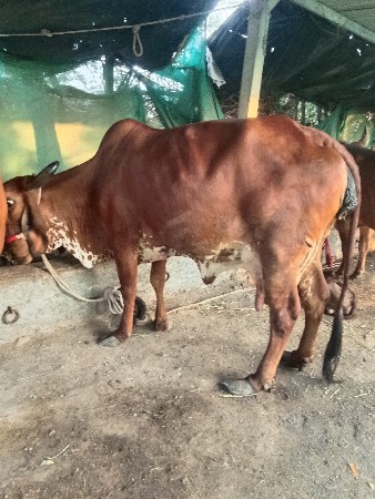 ગીર ગાય વેચવાની છે