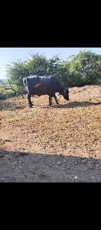 ભેસ વેચવાની છે