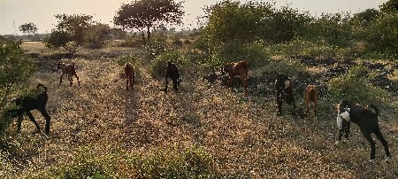 બોકડા