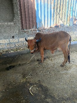 ગાય વેચવાની છે