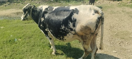 hf ગાય વેસ્વા ની સે