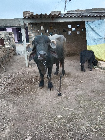 ભેંસ વેચવાની
