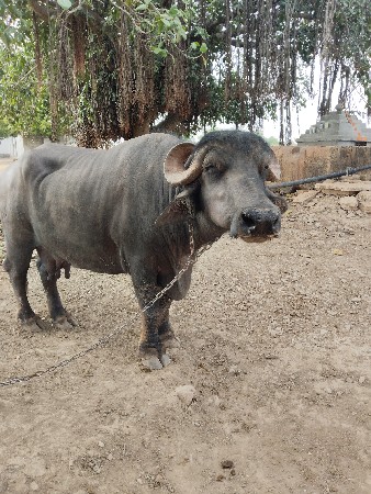 ભેંસ