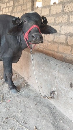 ભેંસ વેચવાની છે