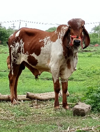ગીર કાબરો ખૂટ વેચવાનો છે