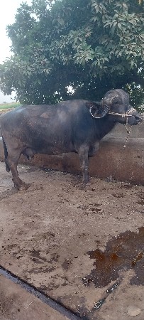 ભેસ વેસવાની