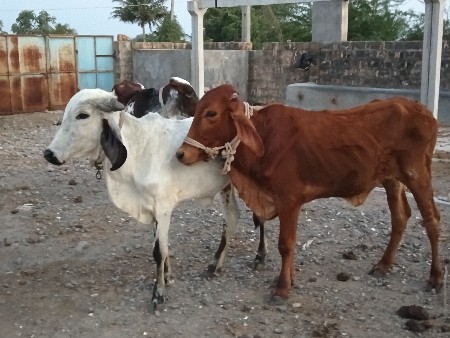 વાસડી વેસવાની છે તન