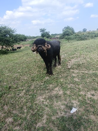 પાડો વેચવાનો