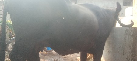 બિજા વેતર ની દોયેહાવ હોજી નીસે