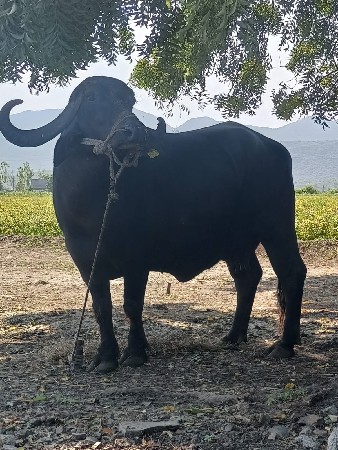 ભેંસ વેચવાની છે.3.જુવેતર