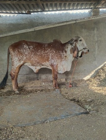 2.5 વરશ નિ સે