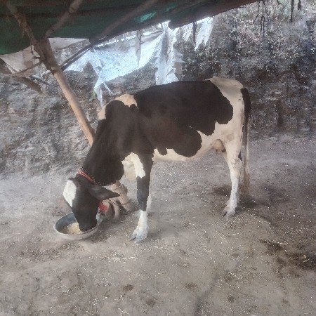 જર્સી ઓડકી વેચવાની છે