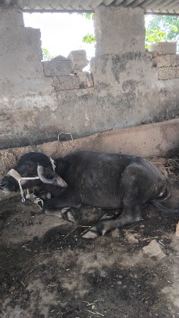 ખડેલી વેચવાની છે