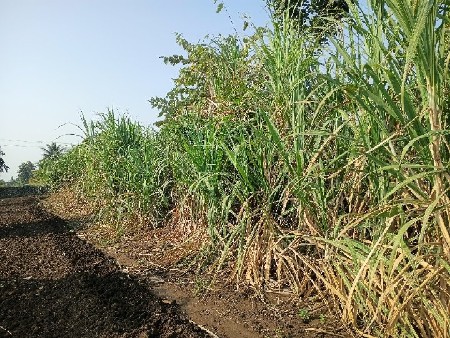 શેરડી વેચવાની છે.