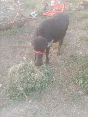 પાડી વેચવાની છે