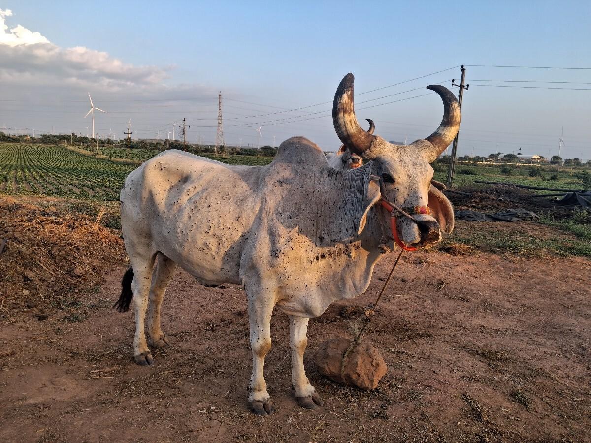 બળધ વેચવાના છે